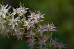 Osceola's plume <BR>Death camas <BR>Crow poison